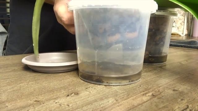 корни орхидеи растут в такой посадке хорошо / дешево доступно и практично смотреть онлайн