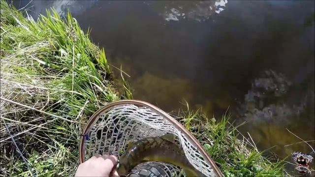 The biggest fish in the world. Trout. Самые большие форели! Видео 2017 года. смотреть онлайн