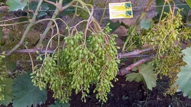 виноград Приазовья. Велес после цветения. смотреть онлайн