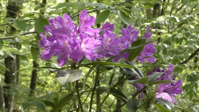 РОДОДЕНДРОН КАВКАЗСКИЙ "ИГРА СВЕТА" (CAUCASIAN RHODODENDRON "THE PLAY OF LIGHT") RELAX смотреть онлайн