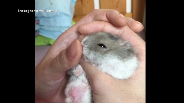 Tamed Winter White Dwarf Hamster | ♥wukong_qq♥ смотреть онлайн