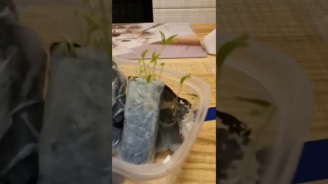 Как растут перцы смотреть онлайн