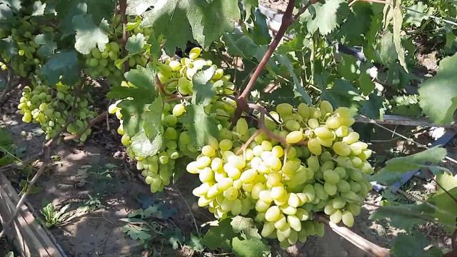 компактная шпалера для винограда в Сибири смотреть онлайн