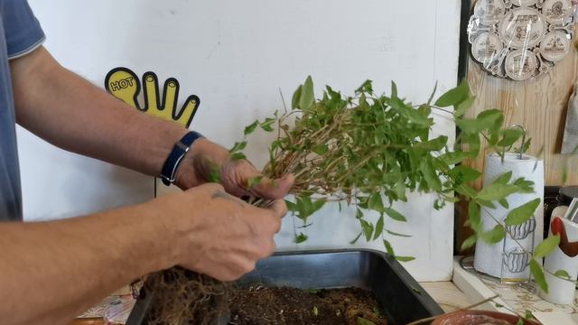 Гранат в горшке, бонсай метла.