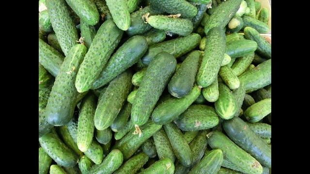 СКОРАЯ ПОМОЩЬ ДЛЯ ОГУРЦОВ!!! смотреть онлайн