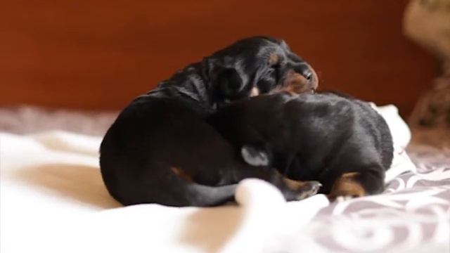 Щенки ротвейлера 12 дней. Rottweiler puppies 12 days. Born 14/03/2015 смотреть онлайн