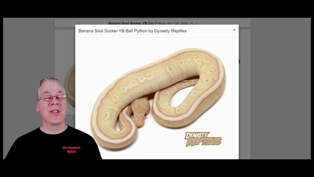 Comparison Between the Woma and Hidden Gene Woma Ball Python! смотреть онлайн