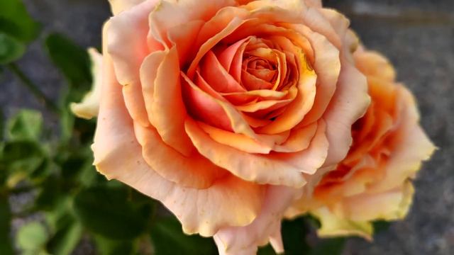 Майра Пич (Mayra's Peach)