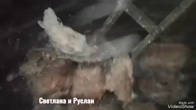 Провооскопировали яйца, привезли опилки, купили зерно... смотреть онлайн