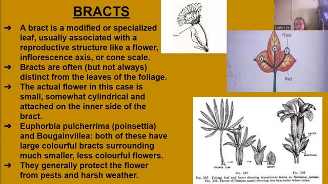The Flower, Part I, ICSE, Class 9 смотреть онлайн