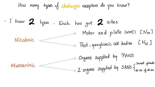 Cholinergic vs Adrenergic Nerve Fibers _ Neurology.mp4 смотреть онлайн