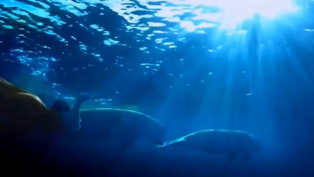 zeplin смотреть онлайн