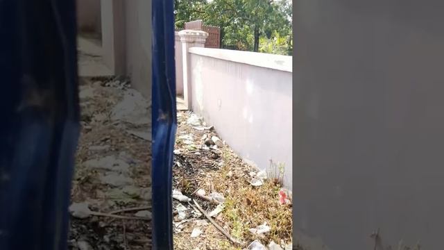 ជួសជុលប្រពន្ធ័ Bongo3 1.2ton смотреть онлайн