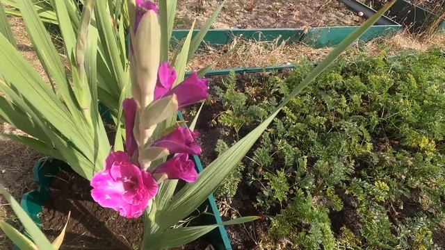 Дача в конце августе. Ловим последние деньки жары. Копаем картошку и кушаем томаты. смотреть онлайн