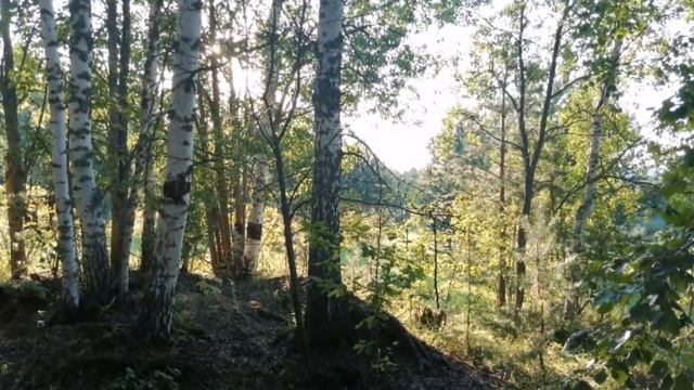 Природа, лес, грибы, собаки, хаски. смотреть онлайн