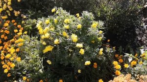 Что делать, если хризантема отцвела