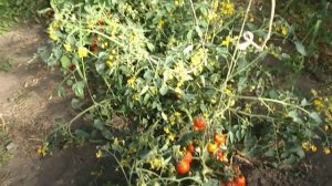 Помидоры Хайнц - Heinz Tomato