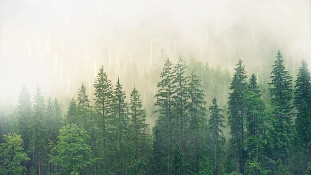 Sleep Instantly Within 3 Minutes With Heavy Rain