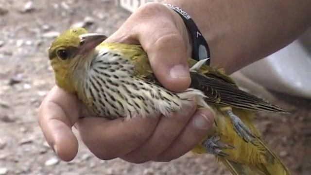 Житель Владивостока обнаружил редкую птицу в собственном дворе смотреть онлайн