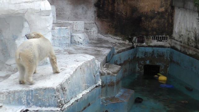 水交換の日💗浅くなったプールでホウちゃん大爆発【天王寺動物園】 смотреть онлайн