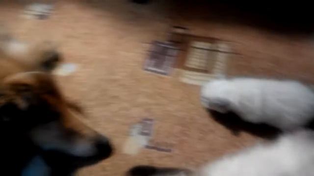 Невские маскарадные котята 2018.03.06 смотреть онлайн