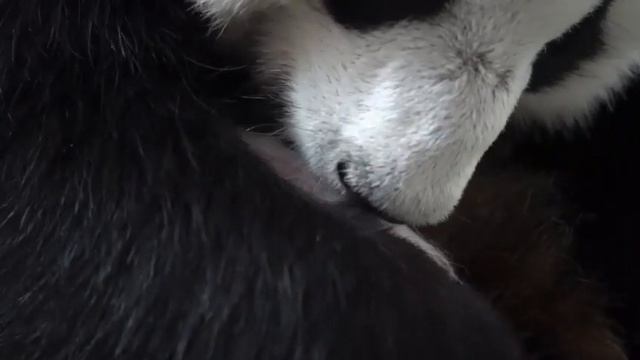 Малыш панда и Мама московский зоопарк🐼👀🔥🥰Baby Panda and Mom Moscow Zoo🐼👀🔥🥰🤣 смотреть онлайн