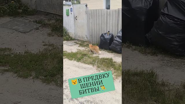 😾В ПРЕДВКУШЕНИИ БИТВЫ 🤼 #кот #коты #драка #битва #атака смотреть онлайн