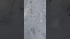 Установка капканов на выдру,и лису!