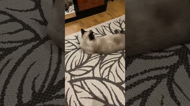 Бусик  в гостях)