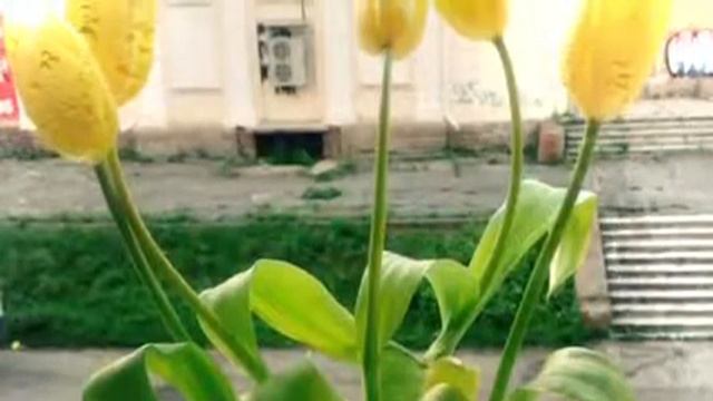 'А ну, улыбнись скорей 'Д. Мара исп. С. Спесивцева Г. Марченко