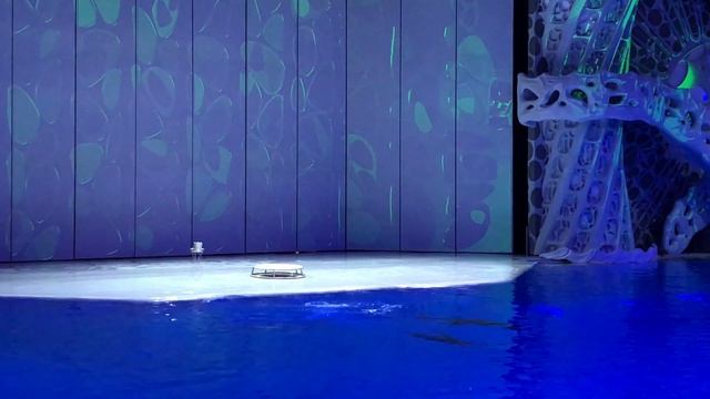 Killer Whale Show Moskvarium Vdnh Water Show/ Шоу касаток Москвариум вднх водное шоу