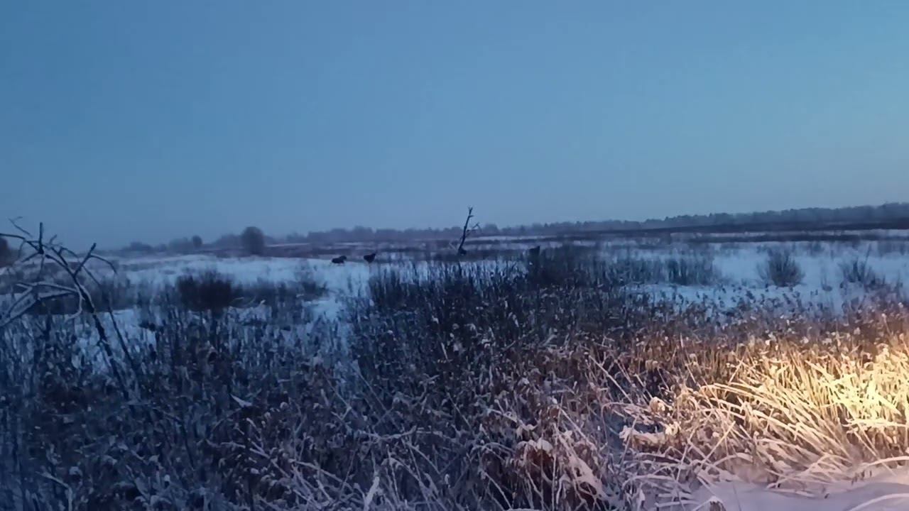 Лоси на трассе толпами ! ВНИМАТЕЛЬНЕЙ !!! смотреть онлайн