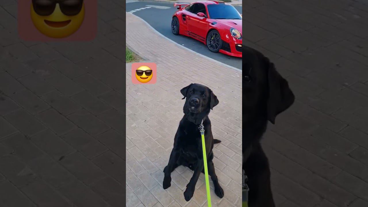 #моясобак #лучшийвмире #пёс #лучшийдруг #лучшийдругчеловека #красавчик #itsmydog