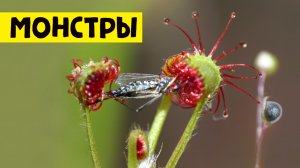 РАСТЕНИЯ ХИЩНИКИ | ВЕНЕРИНА МУХОЛОВКА РОСЯНКА НЕПЕНТЕС САРРАЦЕНИЯ ЖИРЯНКА (обзор растений)