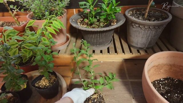 SUB) 식물 예쁘게 잘 키우는 방법?| 베란다 정원 대청소, 식물 인테리어, 플랜테리어, 살림 브이로그 Balcony garden & Planterior tips смотреть онлайн