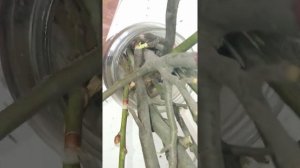 Яблоня укоренение черенков.Укоренение черенков груши.Способ укоренения черенков яблони