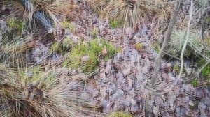 Лесной мох сфагнум. Как отличить и как сохранить живым.