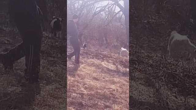 Козы ..козлята .уход смотреть онлайн