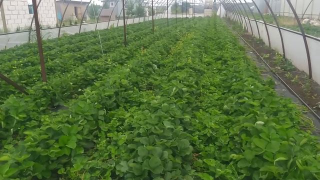Рассада за 2₽ смотреть онлайн