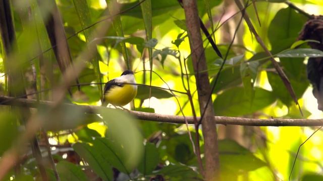 Самцы - Фильм 2. Рождение искусства - Документальный фильм смотреть онлайн