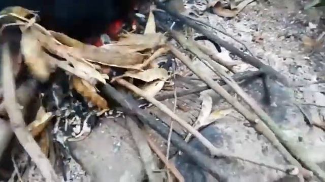 COMO PREPARAR LOS CHOCHOS DE LA MATA A LA OLLA смотреть онлайн