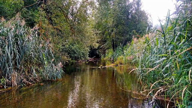 Пение птиц у реки для сна. Расслабляющие звуки природы. Крепкий сон за 5 минут. Звуки природы. смотреть онлайн