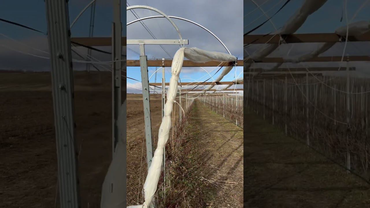 Козырьки на красной смородины на шпалере. смотреть онлайн