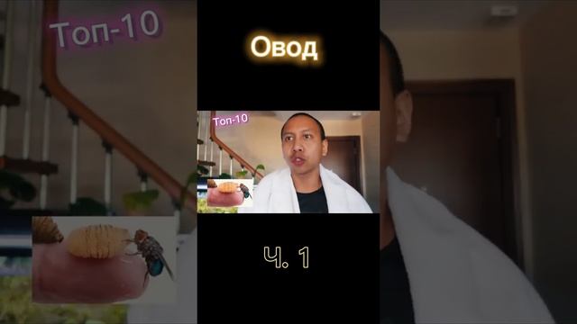 Топ 10 опасных насекомых/, овод #овод #насекомое #опасность смотреть онлайн
