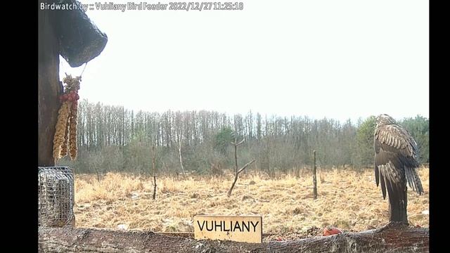 Канюк сушит крылья - 27 декабря 2022 смотреть онлайн