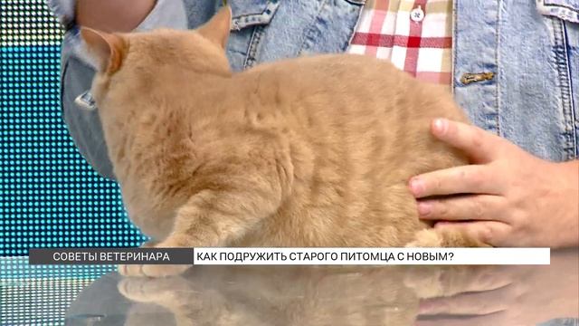 Как правильно знакомить домашних животных друг с другом? смотреть онлайн