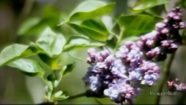 ღ Принцесса ღ смотреть онлайн