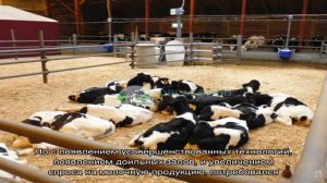 Беспривязное или привязное содержание – что выбрать для коров?