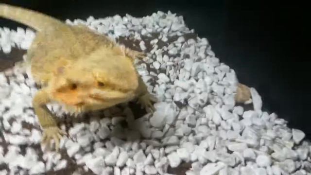 Бородатая агама ест!!! смотреть онлайн