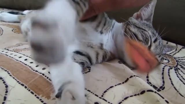 Коты разговаривают смотреть онлайн